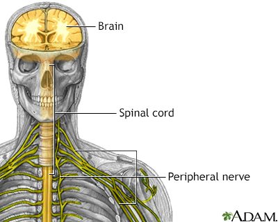 Peripheral Nerve Peripheral Nerve